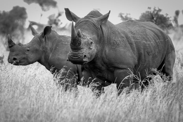 Timeless Africa: 12 Black and White Wildlife Images – Wander Libre