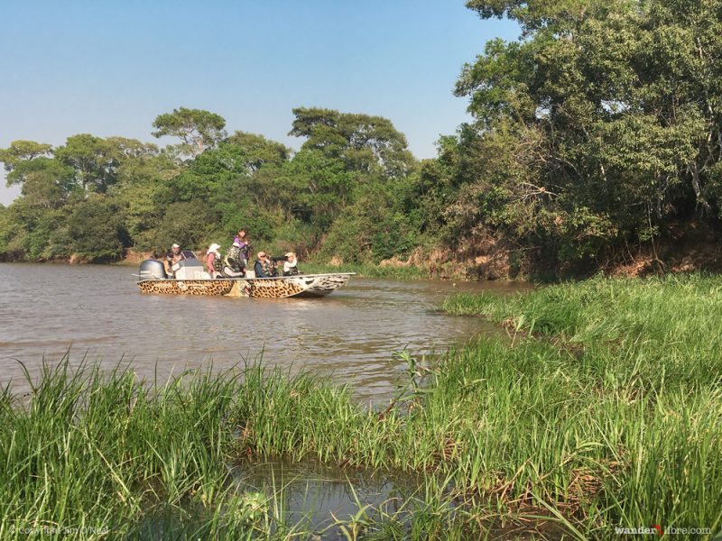 Brazil's Pantanal: The Best Place to See Jaguars in the Wild – Wander Libre